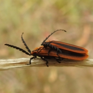 Trichalus sp. (genus) at Stromlo, ACT - 10 Apr 2022