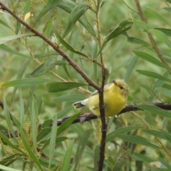 Gerygone olivacea (White-throated Gerygone) at Stromlo, ACT - 10 Apr 2022 by HelenCross