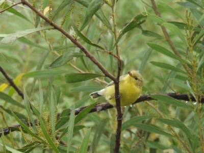 Gerygone olivacea (White-throated Gerygone) at Stromlo, ACT - 10 Apr 2022 by HelenCross