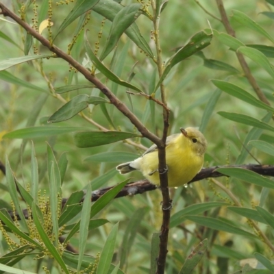 Gerygone olivacea (White-throated Gerygone) at Bullen Range - 10 Apr 2022 by HelenCross