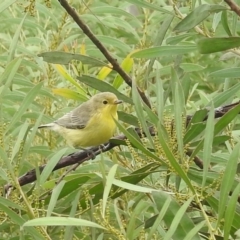 Gerygone olivacea at Stromlo, ACT - 10 Apr 2022 10:29 AM