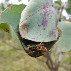Vespula germanica (European Wasp, German Yellowjacket Wasp) at Stromlo, ACT - 10 Apr 2022 by HelenCross