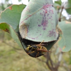 Vespula germanica (European wasp) at Bullen Range - 10 Apr 2022 by HelenCross