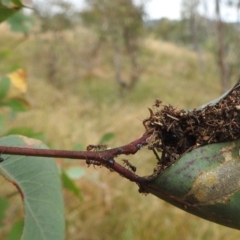 Papyrius sp. (genus) (A Coconut Ant) at Stromlo, ACT - 10 Apr 2022 by HelenCross