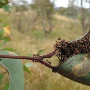 Papyrius sp. (genus) at Stromlo, ACT - suppressed