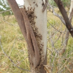 Papyrius sp. (genus) at Stromlo, ACT - suppressed