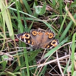 Junonia villida at Paddys River, ACT - 9 Apr 2022 11:44 AM