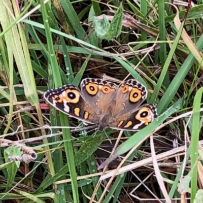 Junonia villida (Meadow Argus) at Paddys River, ACT - 9 Apr 2022 by KMcCue