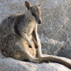 Petrogale assimilis (Allied Rock Wallaby) at Arcadia, QLD - 4 Oct 2014 by TerryS