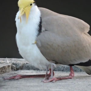 Vanellus miles (Masked Lapwing) at Nelly Bay, QLD by TerryS