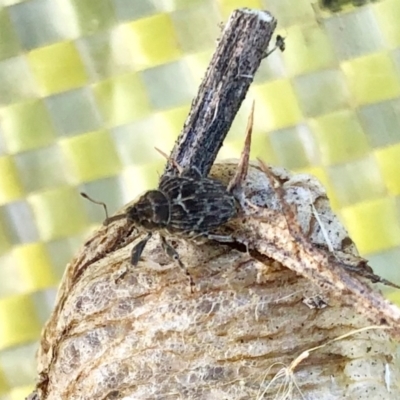 Mogulones geographicus (Paterson's Curse root weevil) at Aranda Bushland - 9 Apr 2022 by KMcCue