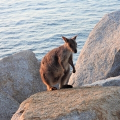 Unidentified Kangaroo / Wallaby (TBC) at Nelly Bay, QLD - 2 Mar 2022 by TerryS
