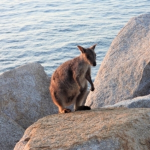 Unidentified Kangaroo / Wallaby (TBC) at suppressed by TerryS