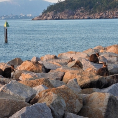 Petrogale assimilis (Allied Rock Wallaby) at Nelly Bay, QLD - 3 Mar 2022 by TerryS