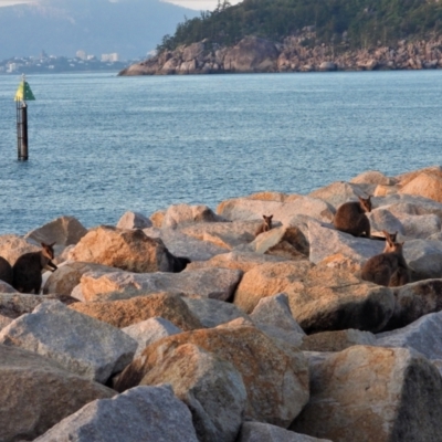 Petrogale assimilis (Allied Rock Wallaby) at Nelly Bay, QLD - 2 Mar 2022 by TerryS