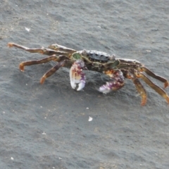 Unidentified Crab (TBC) at Nelly Bay, QLD - 2 Mar 2022 by TerryS