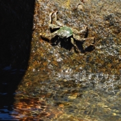 Unverified Crab at Nelly Bay, QLD - 3 Mar 2022 by TerryS