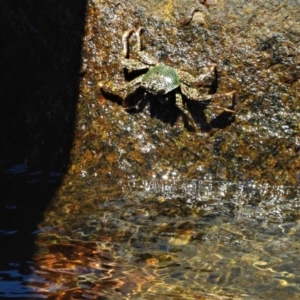 Unidentified Crab (TBC) at suppressed by TerryS