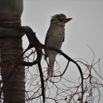 Dacelo leachii (Blue-winged Kookaburra) at Arcadia, QLD - 20 Apr 2017 by TerryS