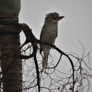 Dacelo leachii at Arcadia, QLD - 20 Apr 2017