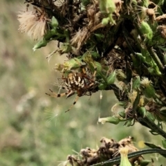 Araneinae (subfamily) (Orb weaver) at Molonglo Valley, ACT - 10 Apr 2022 by KMcCue