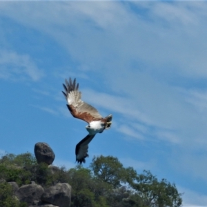 Haliastur indus at Arcadia, QLD - 17 Nov 2013