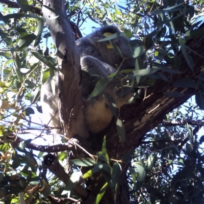 Phascolarctos cinereus (Koala) at Magnetic Island National Park - 31 Dec 2006 by TerryS