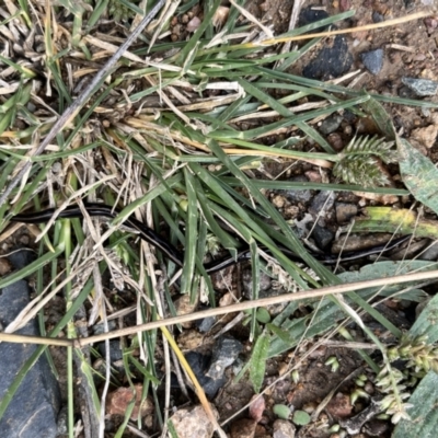 Caenoplana coerulea (Blue Planarian, Blue Garden Flatworm) at Tuggeranong Hill - 10 Apr 2022 by rtas