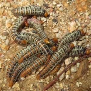 Perginae sp. (subfamily) at Coree, ACT - 10 Apr 2022