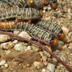 Perginae sp. (subfamily) at Coree, ACT - 10 Apr 2022