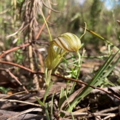 Diplodium truncatum (Little Dumpies, Brittle Greenhood) at Fadden, ACT - 10 Apr 2022 by AnneG1