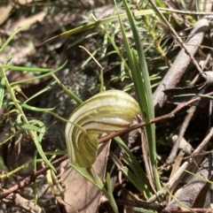 Diplodium truncatum at Fadden, ACT - 10 Apr 2022