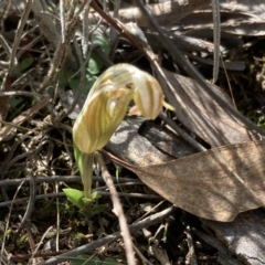 Diplodium truncatum at Fadden, ACT - suppressed
