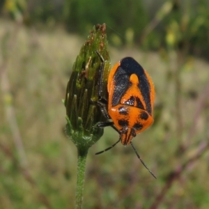 Agonoscelis rutila at Coree, ACT - 10 Apr 2022