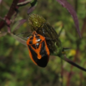 Agonoscelis rutila at Coree, ACT - 10 Apr 2022