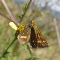 Taractrocera papyria (White-banded Grass-dart) at Coree, ACT - 10 Apr 2022 by Christine