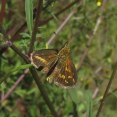 Taractrocera papyria at Coree, ACT - 10 Apr 2022