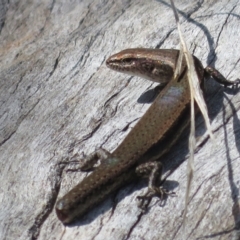 Lampropholis delicata (Delicate Skink) at Woodstock Nature Reserve - 10 Apr 2022 by Christine