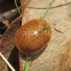 Paropsisterna cloelia (Eucalyptus variegated beetle) at Woodstock Nature Reserve - 10 Apr 2022 by Christine