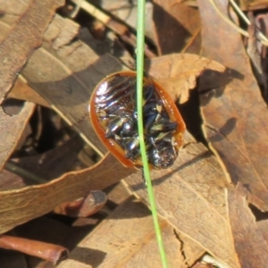 Paropsisterna cloelia at Holt, ACT - 10 Apr 2022