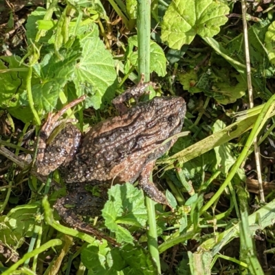 Crinia signifera (Common Eastern Froglet) at Thurgoona, NSW - 10 Apr 2022 by ChrisAllen