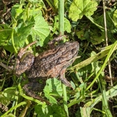 Unidentified Frog (TBC) at Thurgoona, NSW - 10 Apr 2022 by ChrisAllen