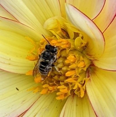 Unidentified Bee (Hymenoptera, Apiformes) at Albury - 10 Apr 2022 by ChrisAllen