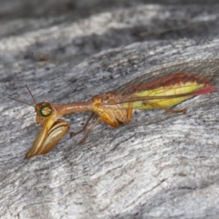 Mantispidae (family) (Unidentified mantisfly) at Jerrabomberra, ACT - 10 Apr 2022 by rawshorty