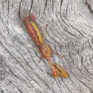 Mantispidae (family) at Jerrabomberra, ACT - 10 Apr 2022