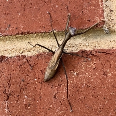 Pseudomantis albofimbriata (False garden mantis) at Aranda, ACT - 10 Apr 2022 by KMcCue