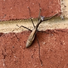 Unidentified Praying mantis (Mantodea) at Aranda, ACT - 10 Apr 2022 by KMcCue