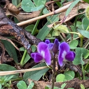 Glycine tabacina at Hughes, ACT - 10 Apr 2022 10:45 AM