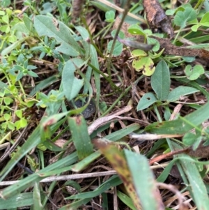 Glycine tabacina at Hughes, ACT - 10 Apr 2022 10:45 AM