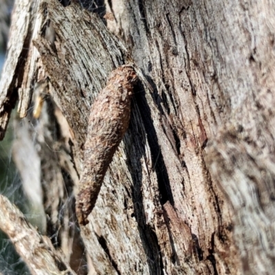 Psychidae (family) IMMATURE (Unidentified case moth or bagworm) at GG182 - 10 Apr 2022 by KMcCue